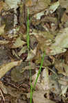 Ravine sedge